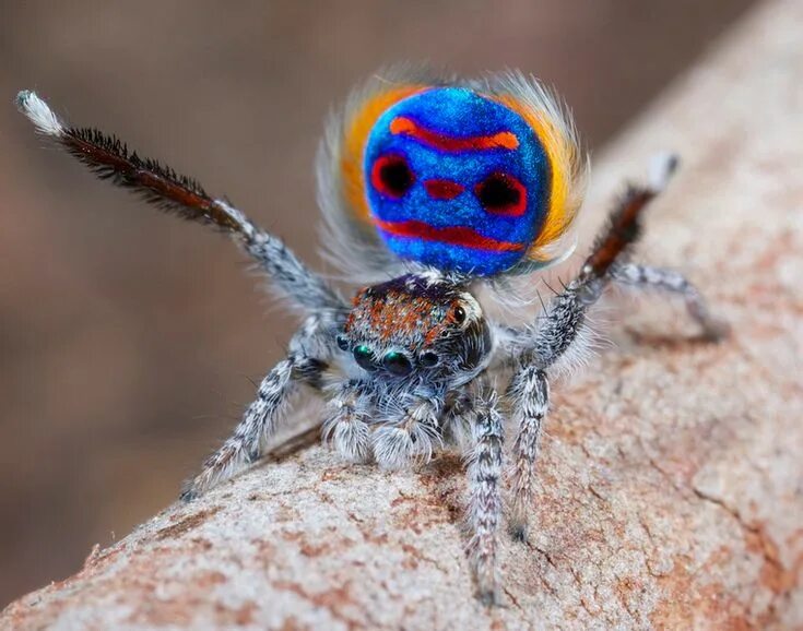 Разноцветные пауки фото The Amazing Mating Dance of the Peacock Spider Spider, Peacock photos, Arachnids