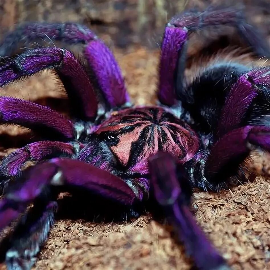 Разноцветные пауки фото 10 популярных идей на тему "blue bloom tarantula" для вдохновения