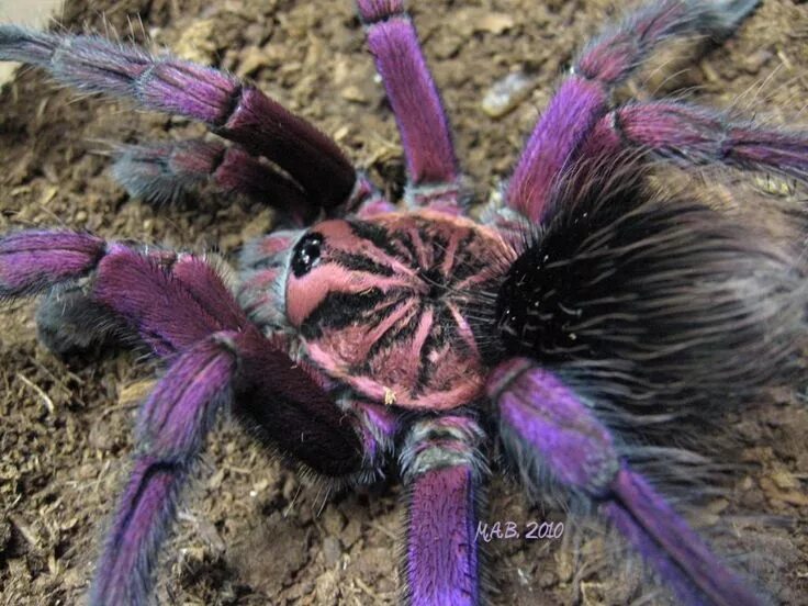 Разноцветные пауки фото Pamphobeteus sp, purple tarantula Tarantula, Spider, Arachnids