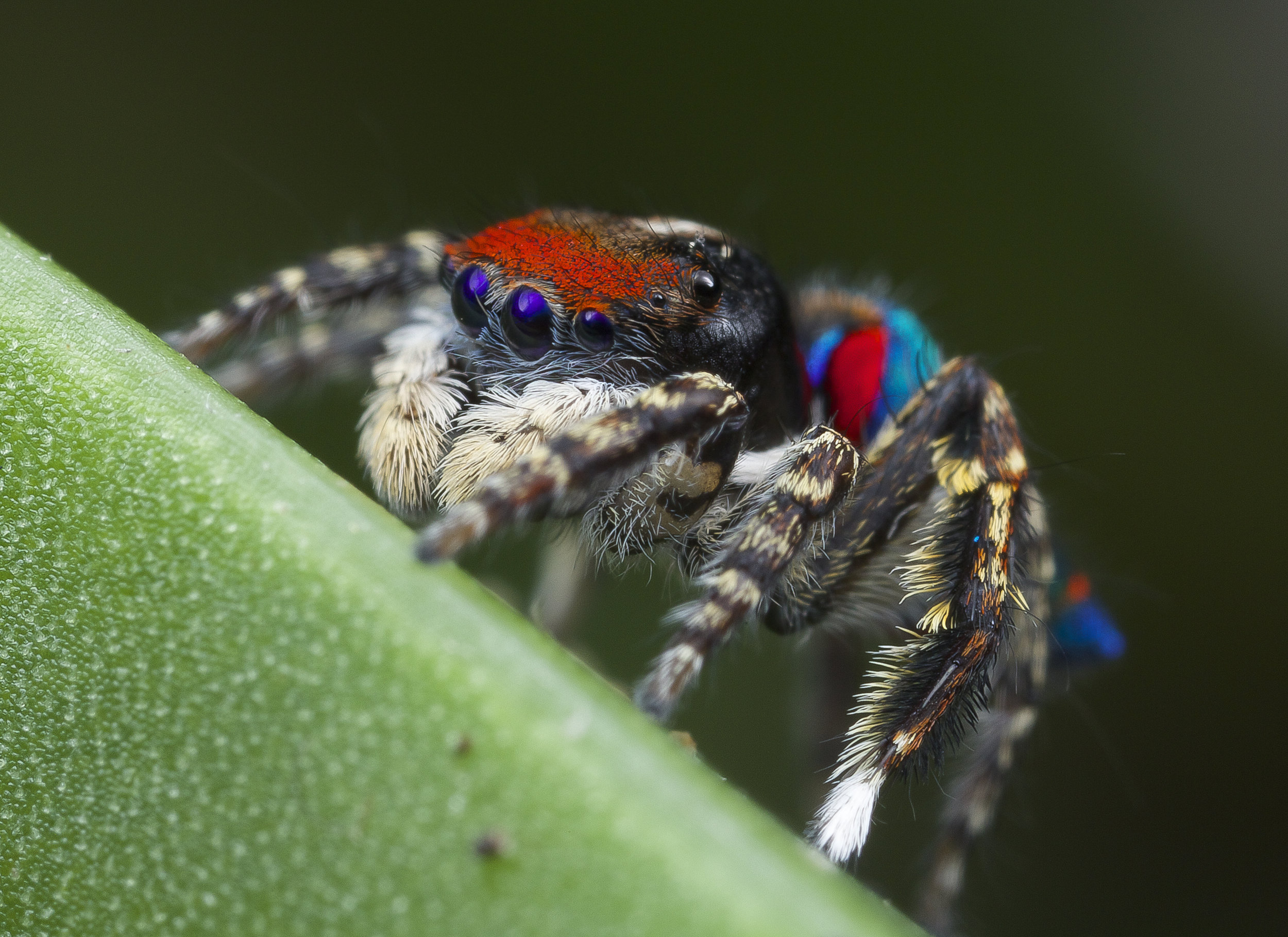 Разноцветные пауки фото Maratus caeruleus - Peacock Spider