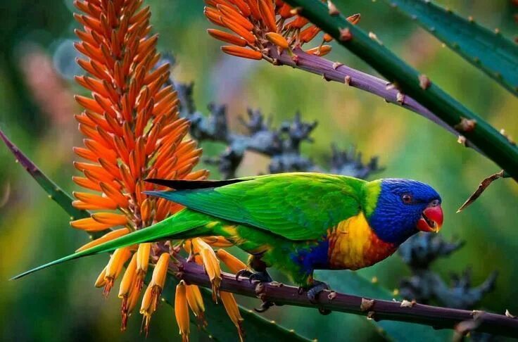 Разноцветные птицы фото Pin by Suely Maiza on Natureza Parrot wallpaper, Colorful parrots, Pet birds