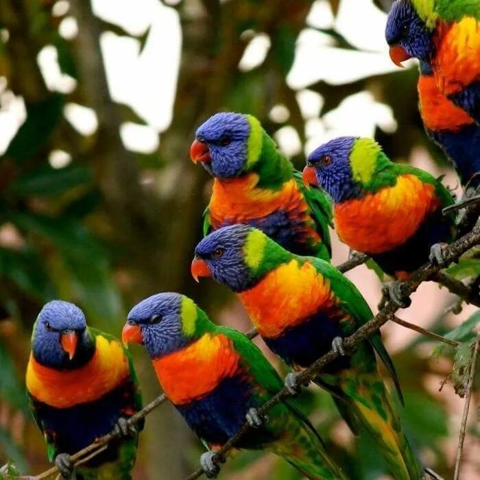 Разноцветные птицы фото Pin by Barbara rathmanner on Papagei Exotic birds, Wild birds, Beautiful birds