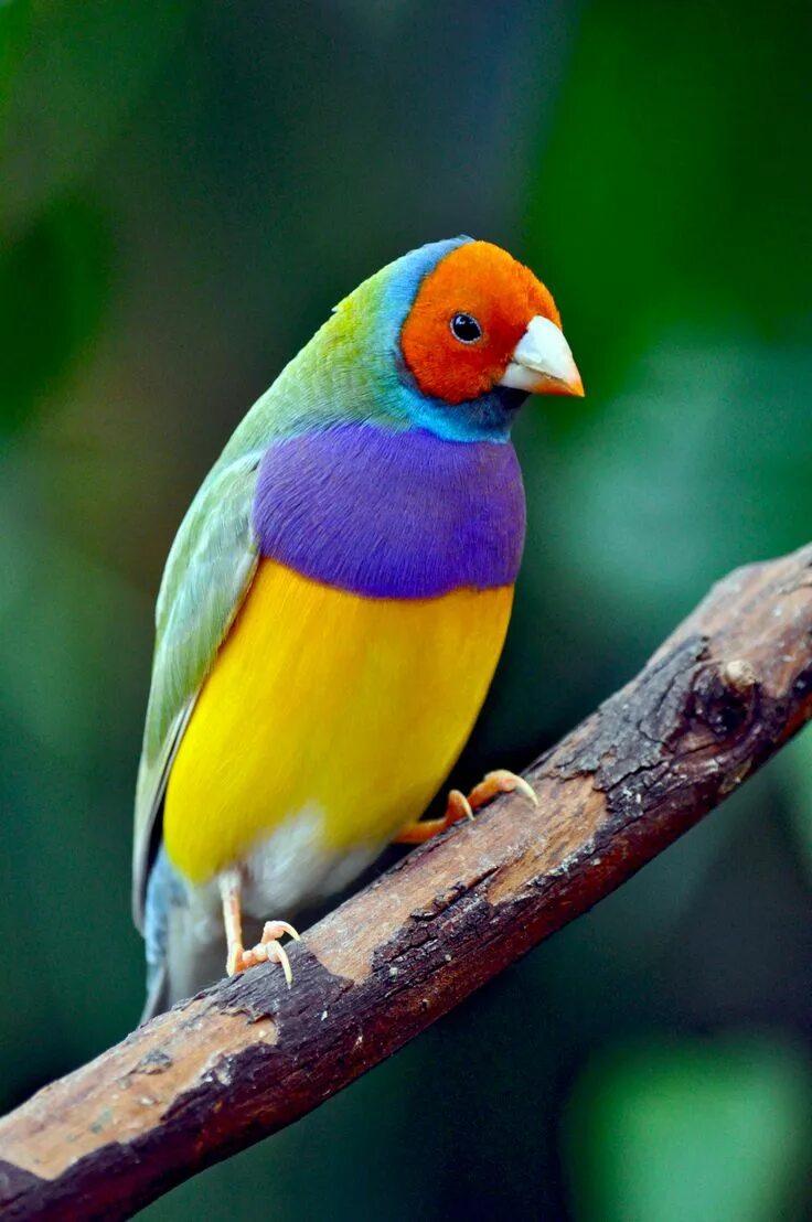 Разноцветные птицы фото Colorful rainbow finch Beautiful birds, Colorful birds, Pet birds