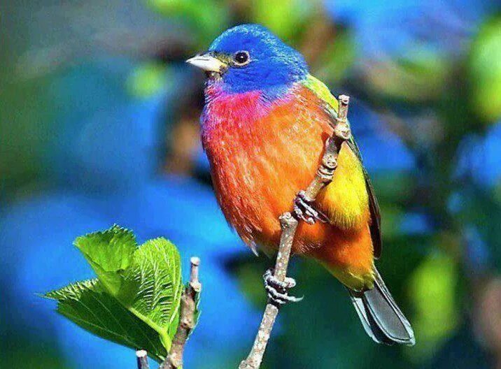 Разноцветные птицы фото multi colored and beautiful Beautiful birds, Bird pictures, Animals beautiful