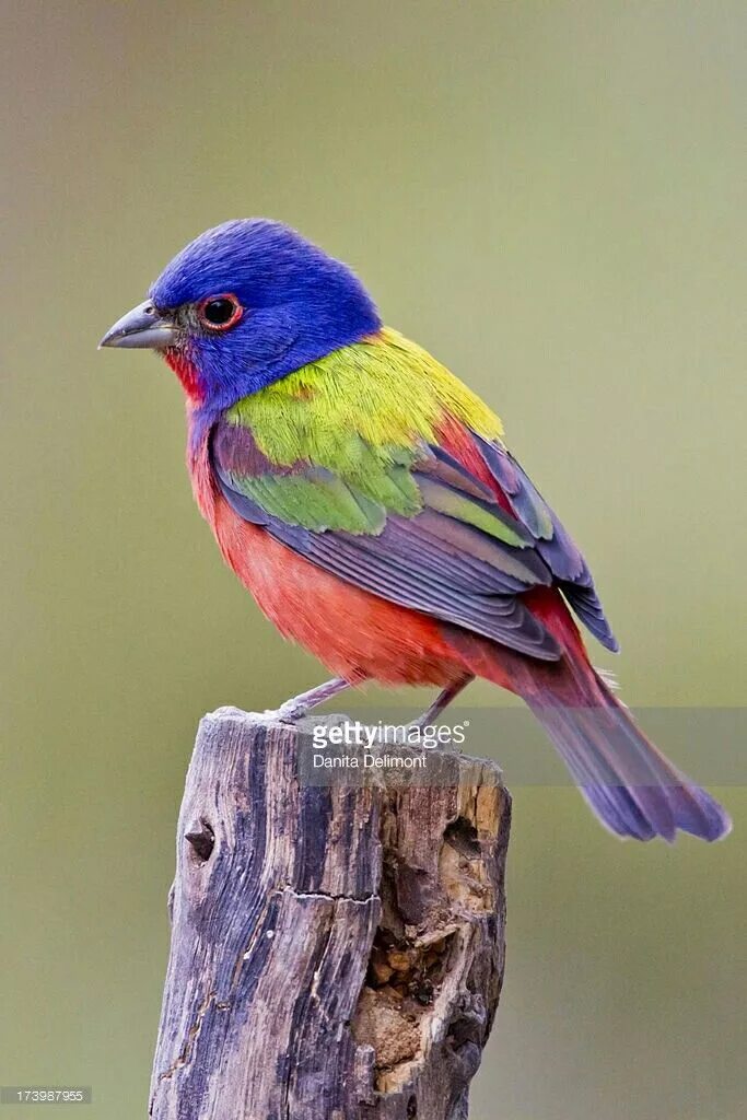 Разноцветные птицы фото Painted bunting, male Painted bunting, Beautiful birds, Birds painting