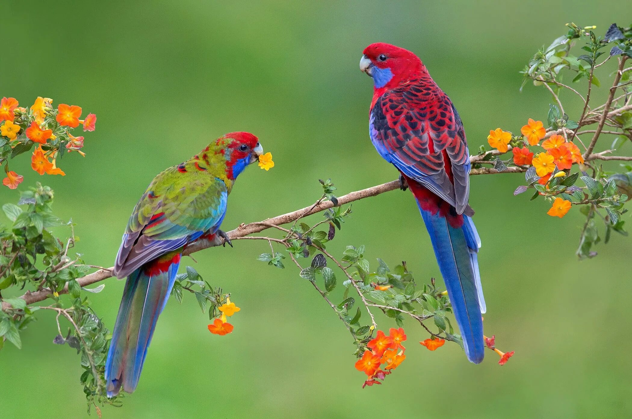 Разноцветные птицы фото A couple parrots, 2 birds #parrot #Bird #couple #branch #1080P #wallpaper #hdwal