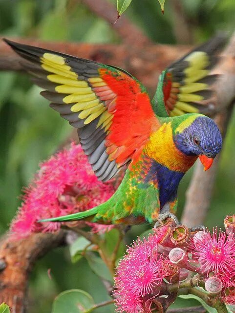 Разноцветные птицы фото Rainbow Lorikeet 042 Australian native birds, Exotic birds, Beautiful birds