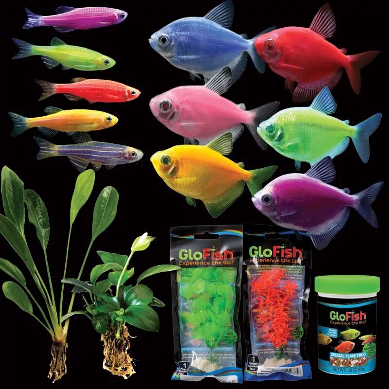 Разноцветные рыбки для аквариума фото GloFish ® Deluxe Collection Fische, Reptilien