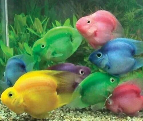 Разноцветные рыбки для аквариума фото 5 X ASSORTED PARROT FISH CICHLID 4CM TROPICAL eBay