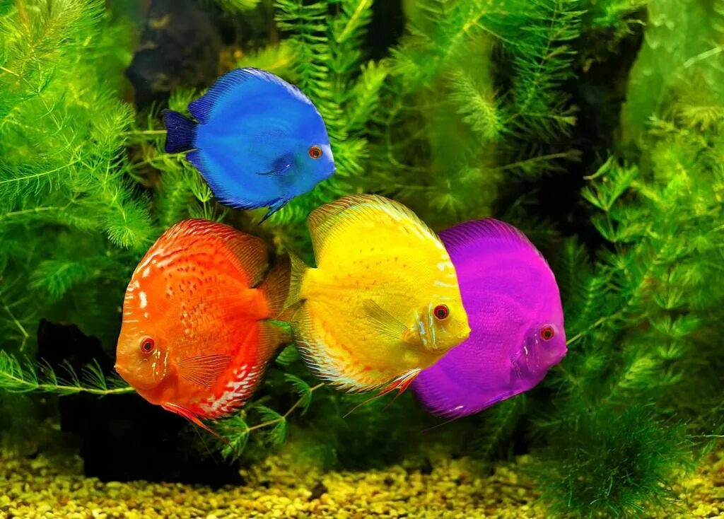 Разноцветные рыбки для аквариума фото Colorful Fish jigsaw puzzle in Under the Sea puzzles on TheJigsawPuzzles.com Col