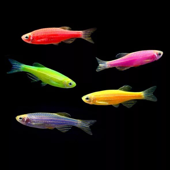 Разноцветные рыбки для аквариума фото Данио рерио (GloFish) ассорти светящиеся Интернет-магазин АкваПитер