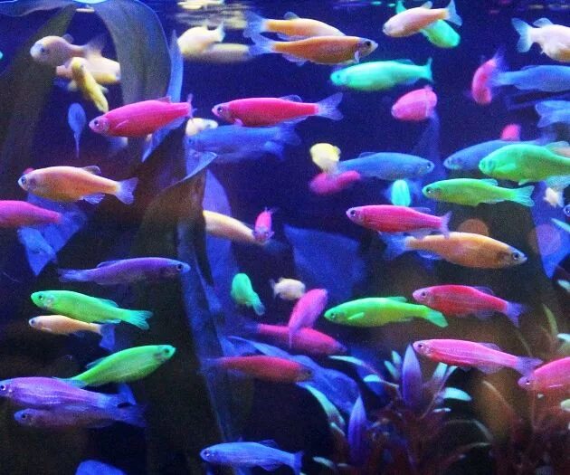 Разноцветные рыбки для аквариума фото Glow In The Dark Fish Glow fish, Fish tank, Fresh water fish tank