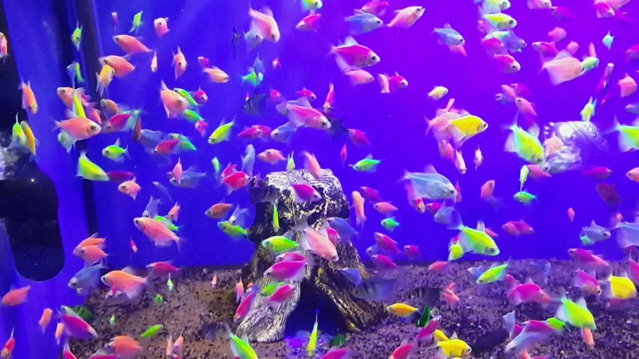 Разноцветные рыбки для аквариума фото GloFish (Флуоресцентные рыбки) - YouTube