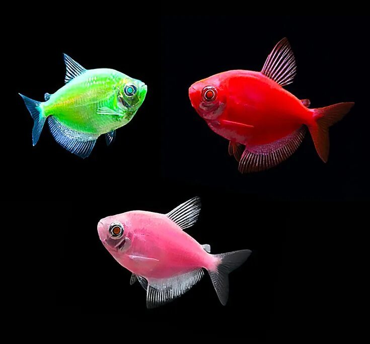 Разноцветные рыбки фото и названия GloFish (Danio rerio) in 2022 Glofish, Tropical fish aquarium, Tropical fish