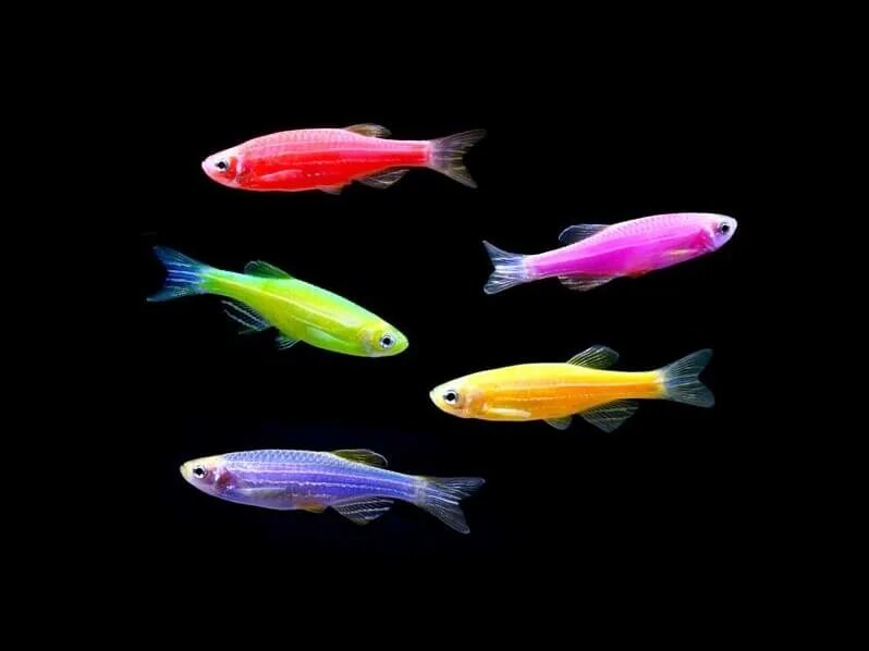 Разноцветные рыбки фото и названия Данио GloFish светящаяся аквариумная рыбка - Бест Фиш