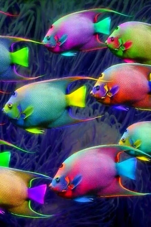 Разноцветные рыбки фото и названия Pin by Joanelle Prescod on Fish Colorful fish, Fish, Sea fish