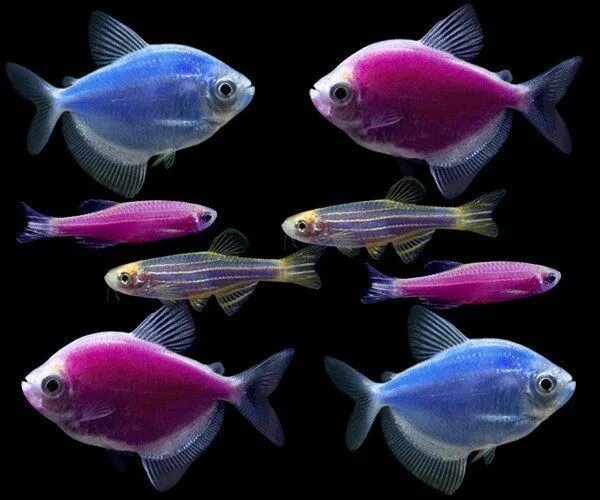 Разноцветные рыбки фото и названия GloFish ® Moonlight Collection - GloFish ® Glofish, Betta fish, Fish