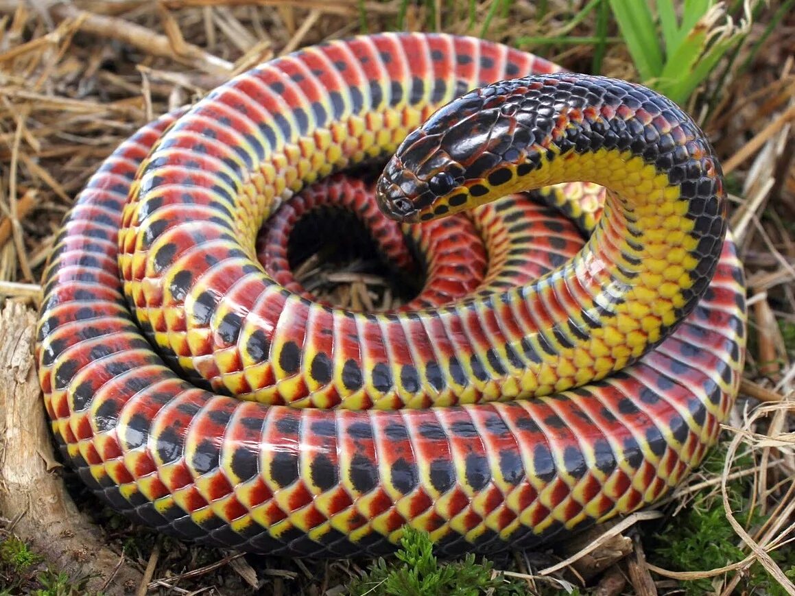 Разноцветные змеи фото Файл:Farancia erytrogramma (rainbow snake).jpg - Википедия