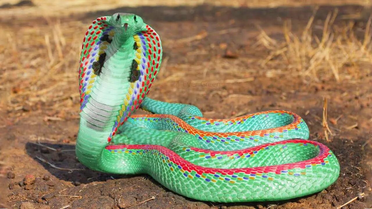 Разноцветные змеи фото 12 Most Beautiful Snakes in the World - YouTube