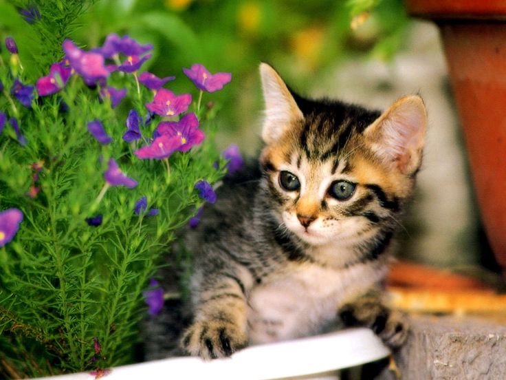 Разноцветный котенок фото Cute Kittens Wallpaper: In The Garden Kittens cutest, Kitten wallpaper, Cute lit