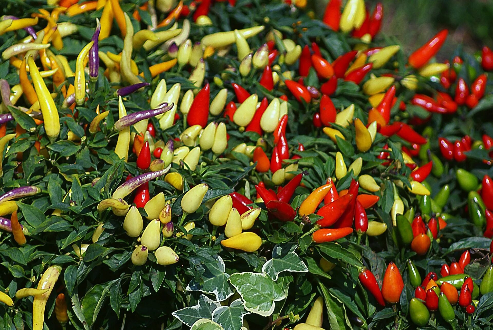 Разноцветный перец на одном кусте фото When the Christmas Plant Was a Pepper, Not a Poinsettia - Gastro Obscura