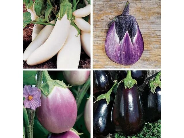 Разновидность баклажанов фото и названия Burpee Gourmet Blend Eggplant Seeds 50 seeds - Newegg.com