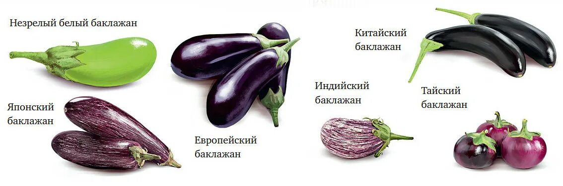 Разновидность баклажанов фото и названия Баклажаны при беременности