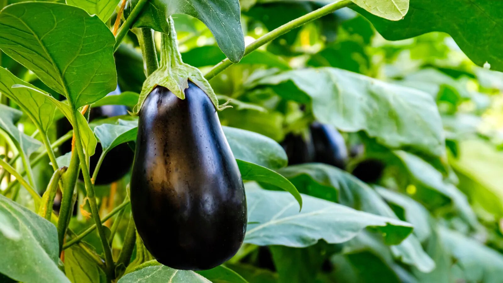 Разновидность баклажанов фото и названия The Best Time Of Year To Grow Eggplant In Your Garden