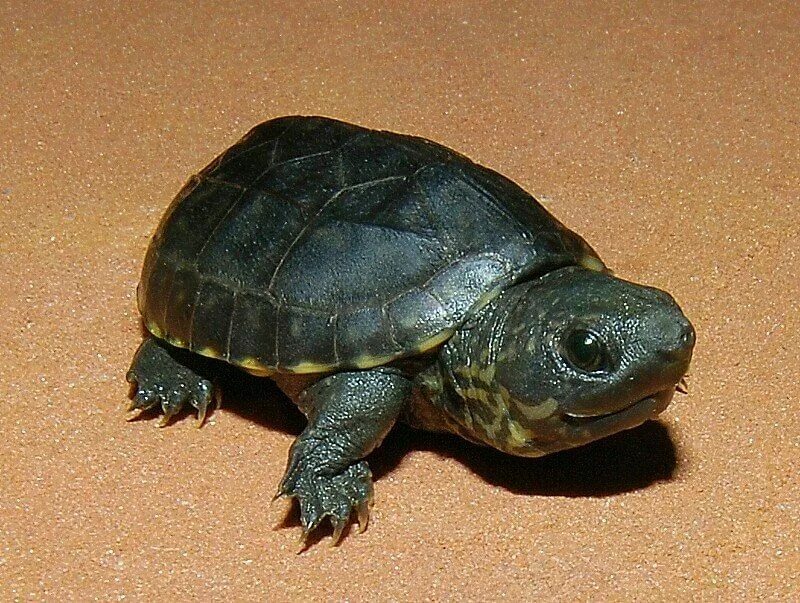 Разновидность черепах фото This is the Stunning Common Musk Turtle - TurtleHolic Musk turtle, Pet turtle, T