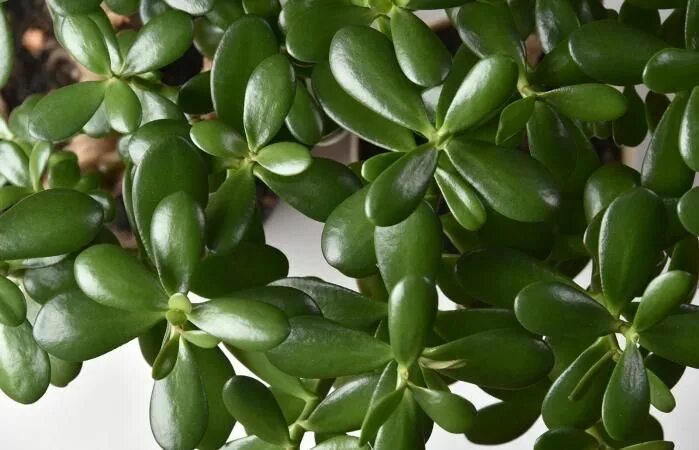 Разновидность денежного дерева фото Using Jade Plants for Good Luck in Feng Shui LoveToKnow Plantas de jade, Plantas