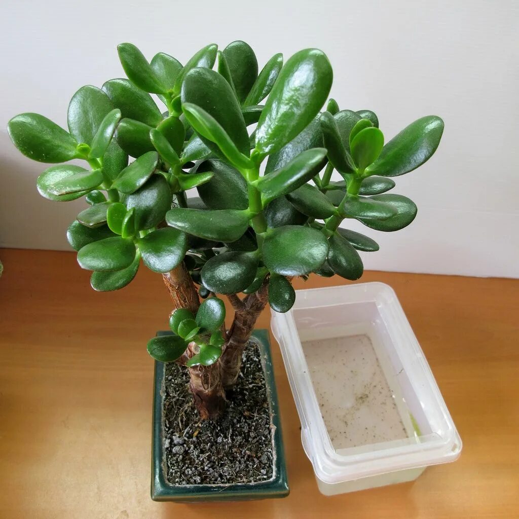 Разновидность денежного дерева фото Crassula Ovata en mini Bonsaï et Sub-irrigation suite