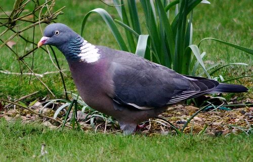 Разновидность диких голубей фото и названия Файл:Woodpigeoncloseup.jpg - Википедия