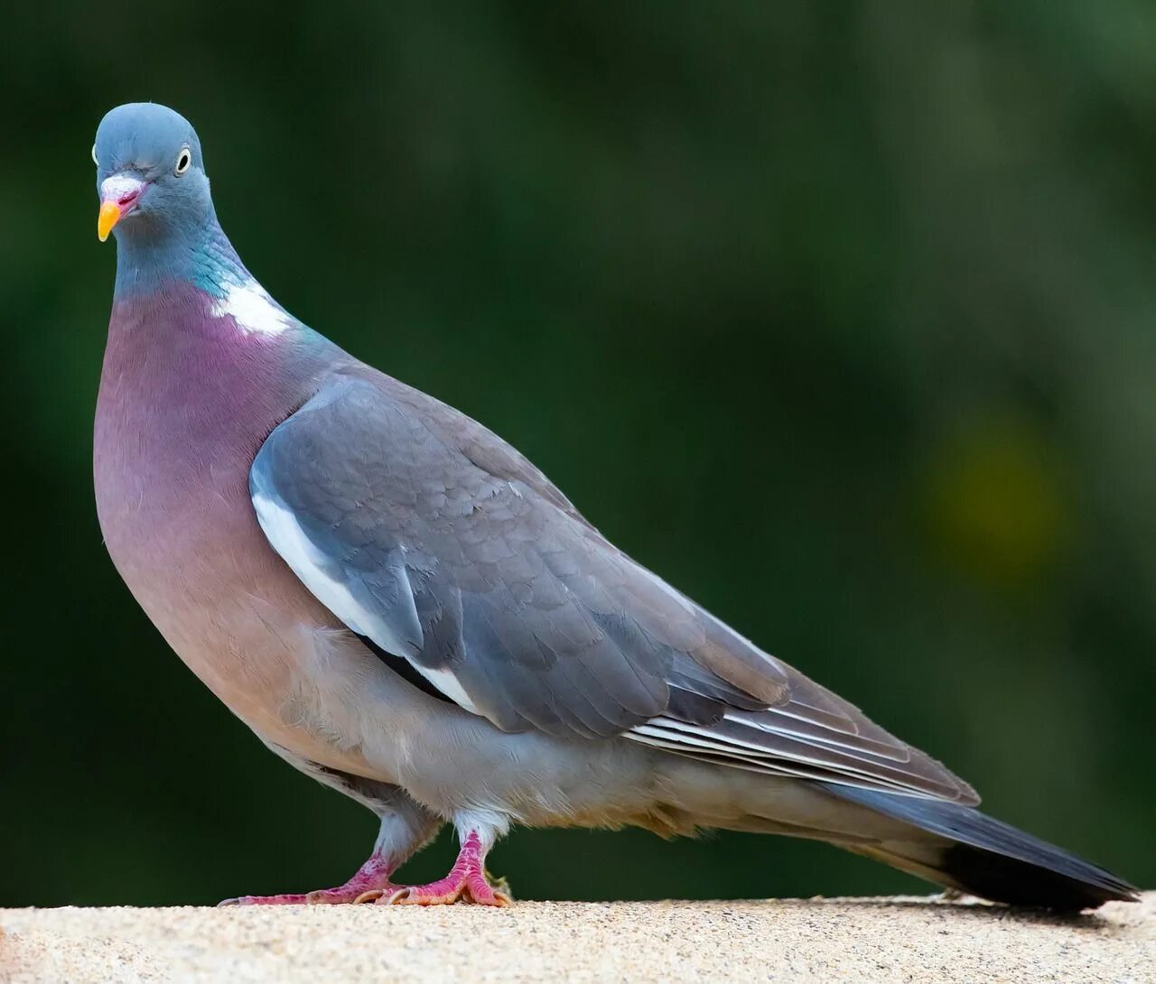 Разновидность диких голубей фото и названия Wood Pigeon On Wall - Free photo on Pixabay Wood pigeon, Pigeon, Bird wallpaper