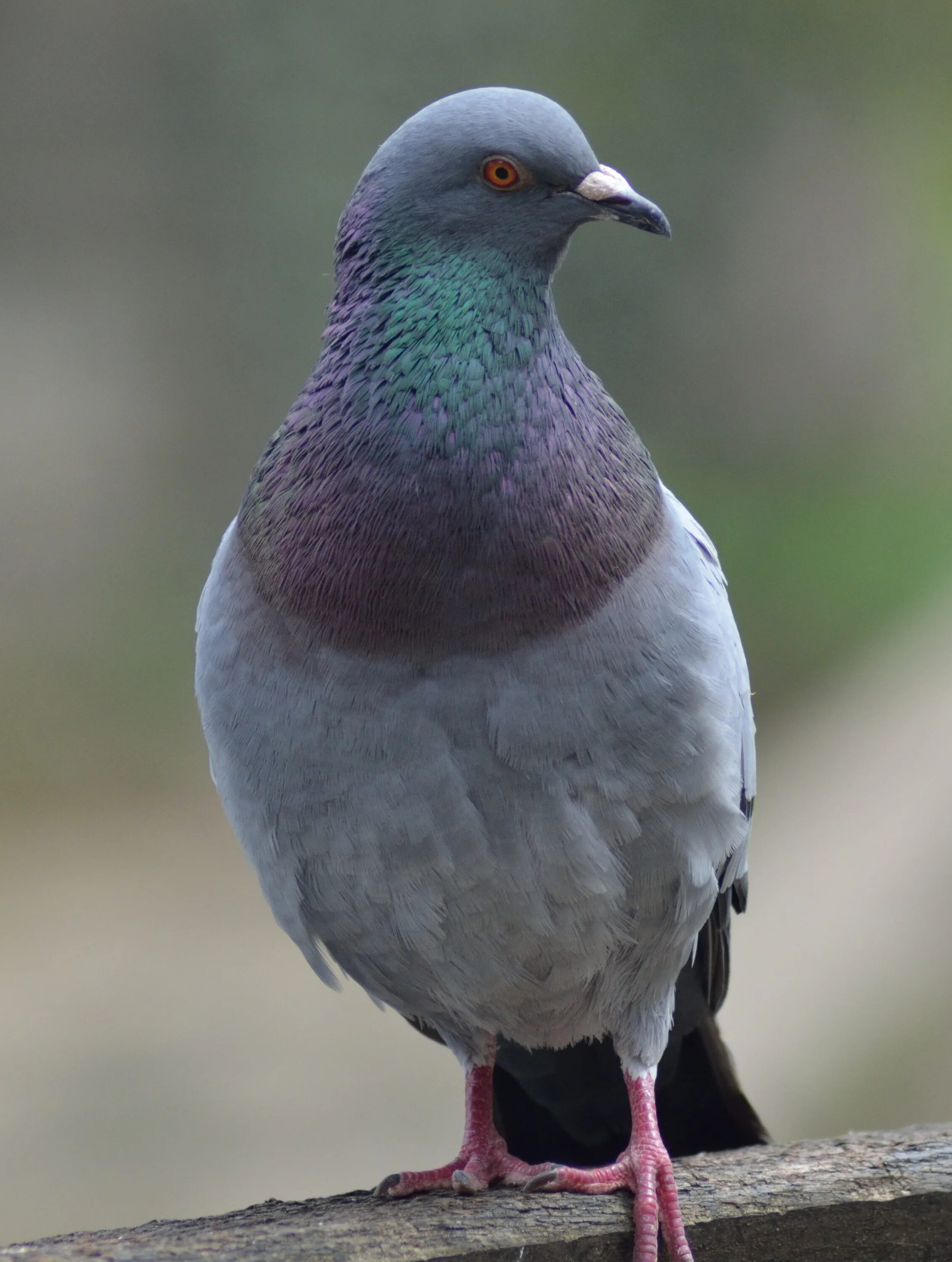 Разновидность диких голубей фото и названия File:Columba livia Felsentaube 01 ms.jpg - Wikimedia Commons