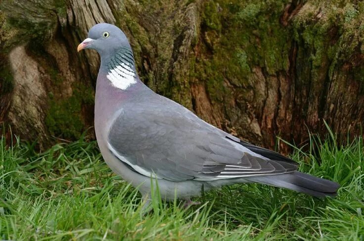 Разновидность диких голубей фото и названия Pin by René Grillot on Pigeon ramier (Columba palumbus) Wood pigeon, Pigeon, Com