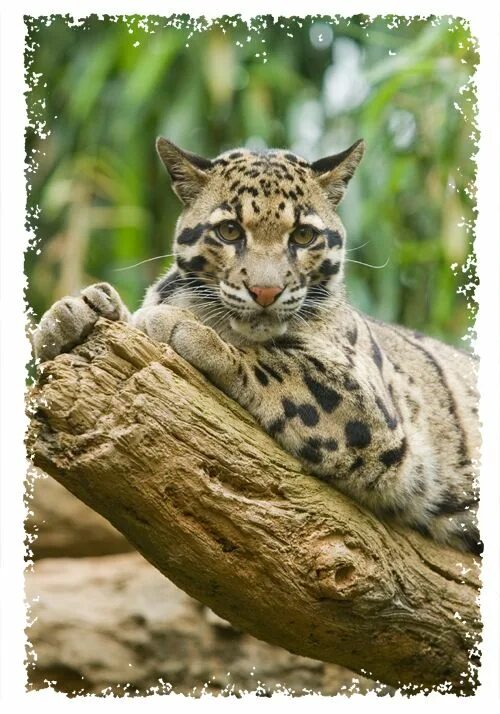 Разновидность диких кошек фото THE ANIMAL WILDLIFE: MACAN TUTUL SUNDA (sunda clouded leopard) Clouded leopard, 