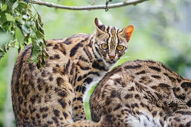 Разновидность диких кошек фото Two leopard cats Leopard cat, Wild cats, Wild cat species