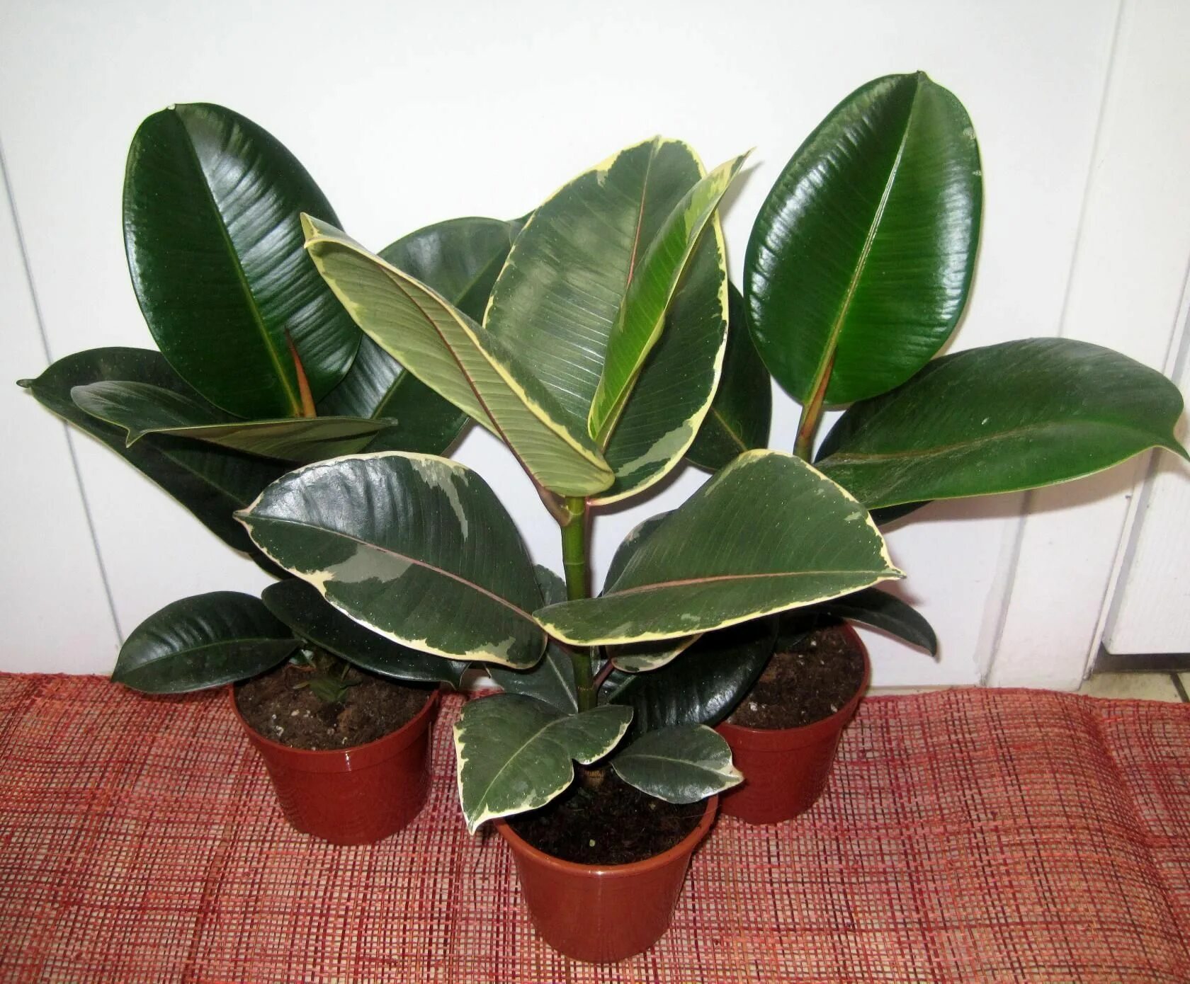 Разновидность фикусов комнатных фото Одноклассники House plants, Plant leaves, Indoor plants