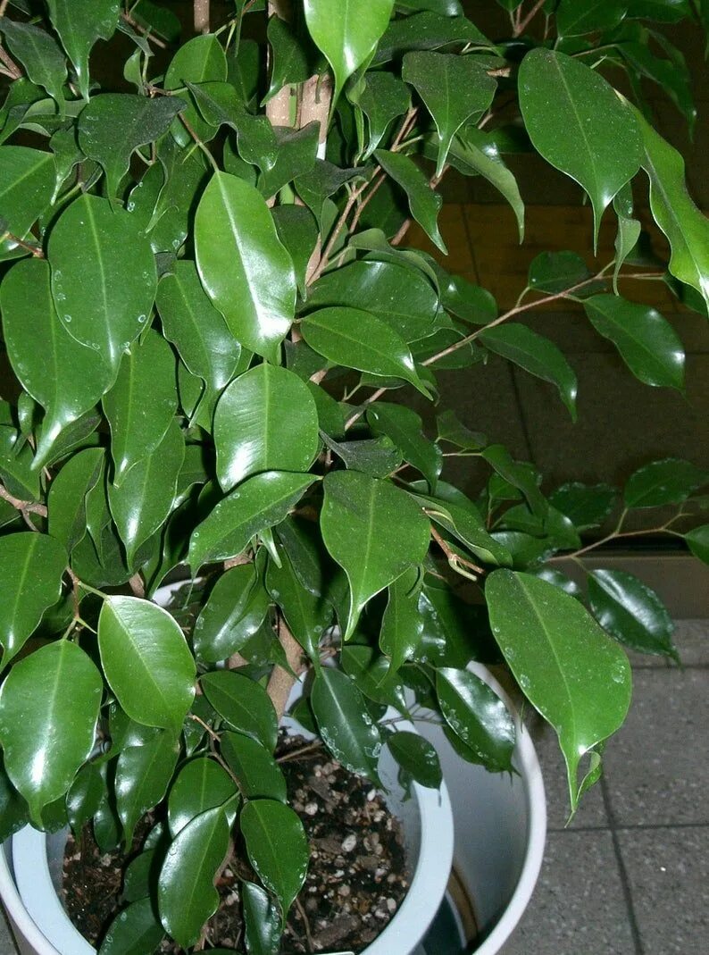 Разновидность фикусов комнатных фото 30 FICUS TREE bodhi Tree / Sacred Fig / Bo Tree / Pipal Ficus Religiosa Seeds - 