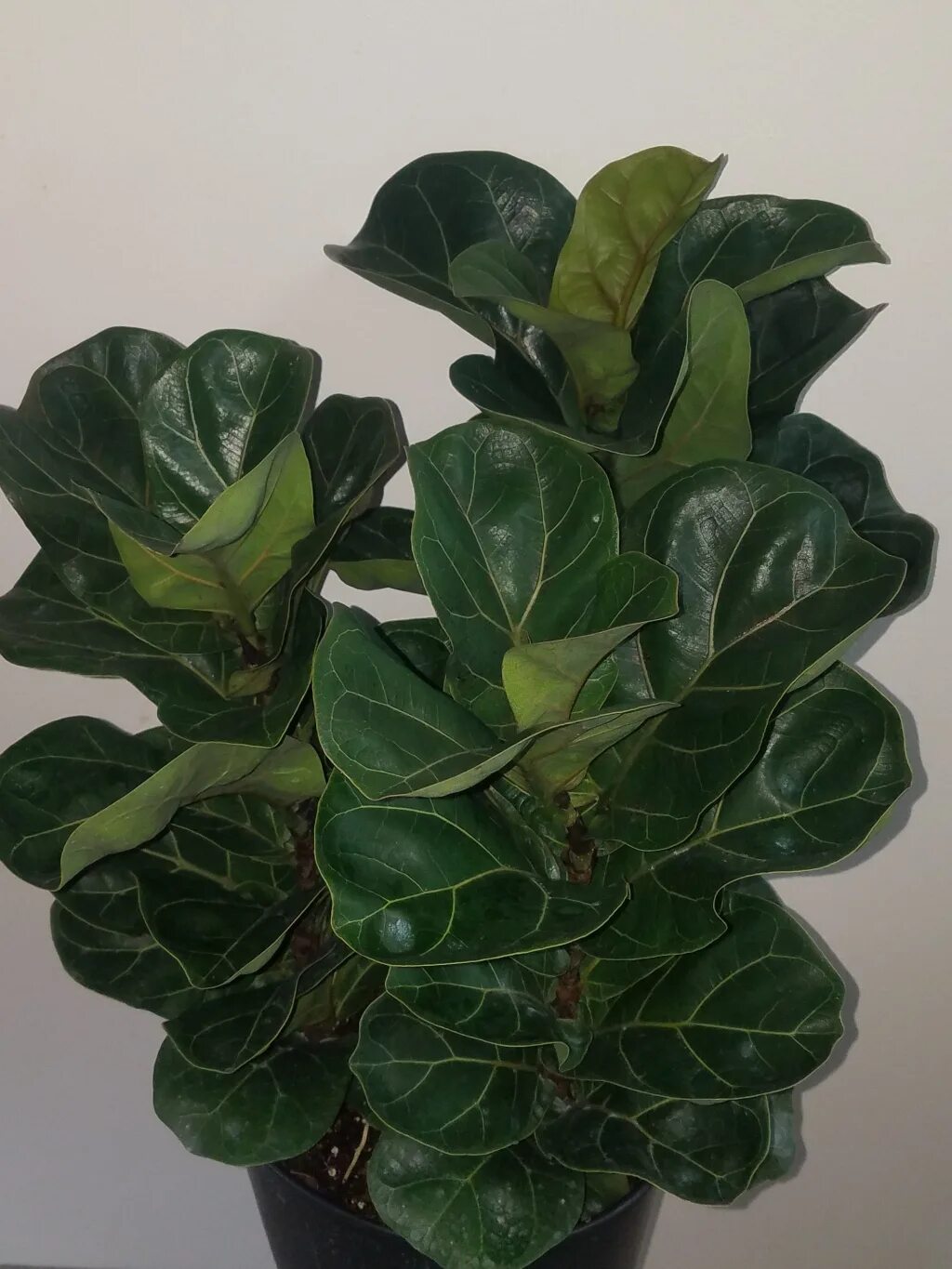 Разновидность фикусов комнатных фото с названиями Ficus lyrata 'Little Sunshine' Dwarf Fiddle-Leaf Fig - Plants4Home