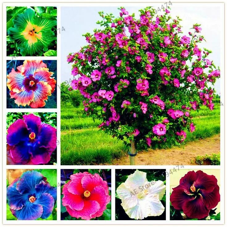 Разновидность гибискуса садового фото 100pcs/bag24 colors giant hibiscus seeds Dinnerplate Hibiscus Perennia - Springs