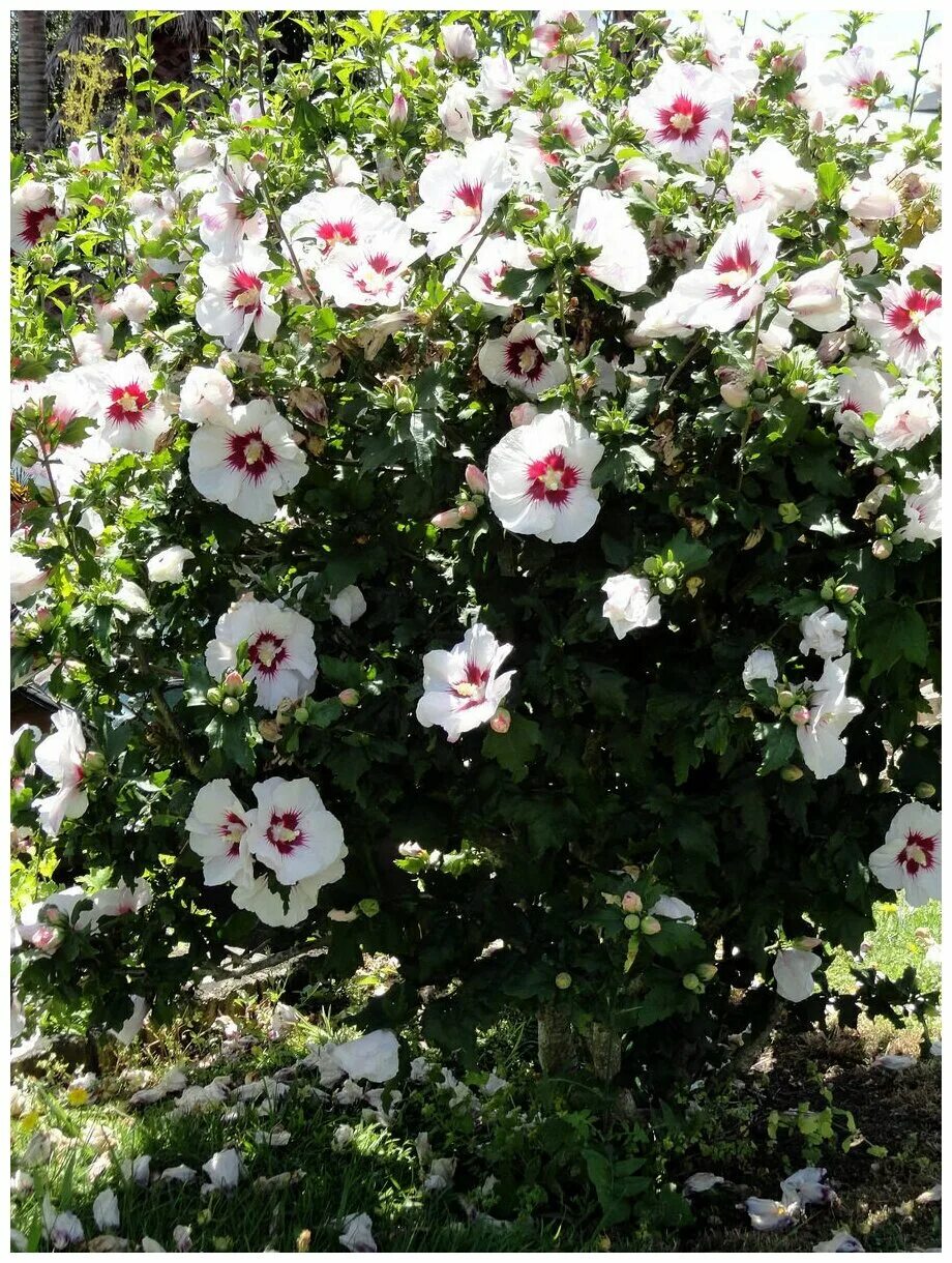 Разновидность гибискуса садового фото Семена Гибискус сирийский микс цветов / Hibiscus syriacus, 30 штук - купить в ин