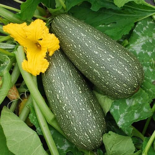 Разновидность кабачков фото succhini ictures - Bing Images Vegetable seed, Squash seeds, Zucchini squash