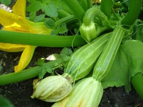 Разновидность кабачков фото ITALIAN STRIPED ZUCCHINI SEEDS * TRADITIONAL*EARLY*ITALIAN FAVORITE* 20 COUNT eB