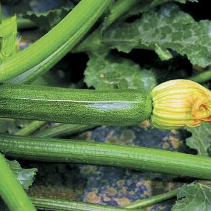 Разновидность кабачков фото и названия Partenon Hybrid Squash Seeds Cucumber beetles, Squash seeds, Seeds