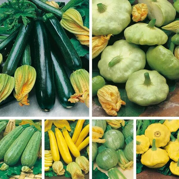 Разновидность кабачков фото и названия круглые кабачки Courgettes & Summer Squashes Seed Collection £ 4.99 From Mr Fothergills Seeds Sq