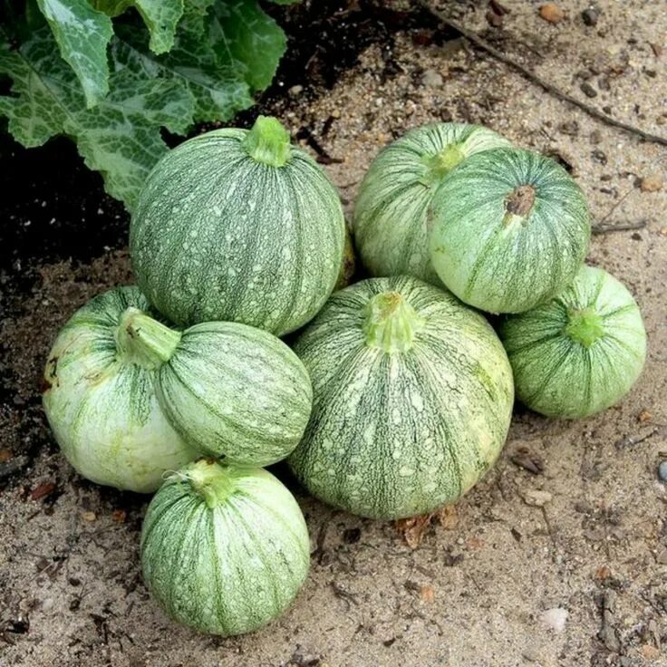 Разновидность кабачков фото и названия круглые кабачки RONDE DE NICE Round Zucchini Seeds (Cucurbita pepo) Squash seeds, Seeds, Summer 