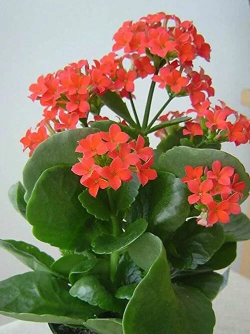 Разновидность каланхоэ фото и названия комнатные Каланхоэ Блоссфельда Kalanchoe blossfeldiana, Tipos de plantas suculentas, Kalan