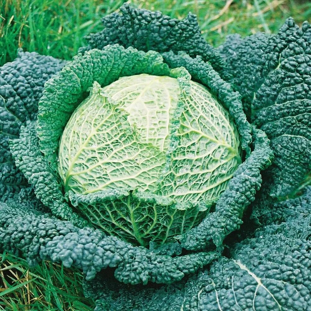 Разновидность капусты фото с названием сорта Tourmaline Savoy Cabbage Cabbage, Growing cabbage, Vegetable seed