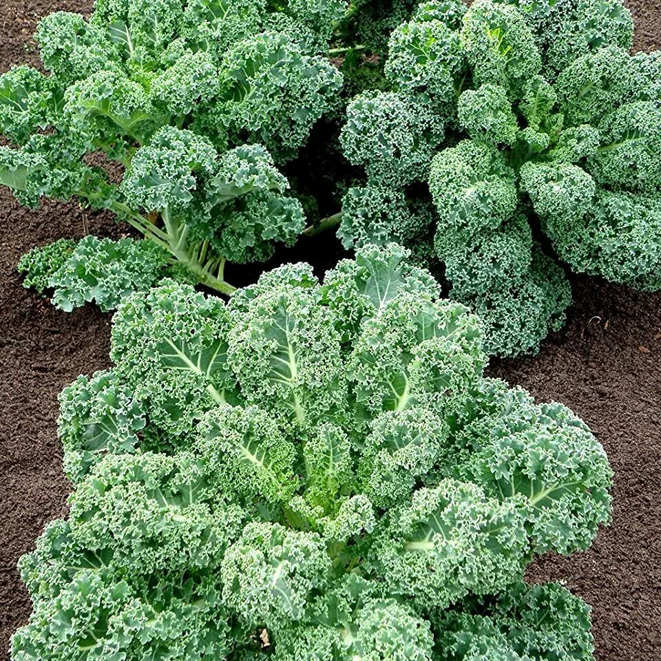 Разновидность капусты фото с названием сорта Amazon.com: Curly Kale